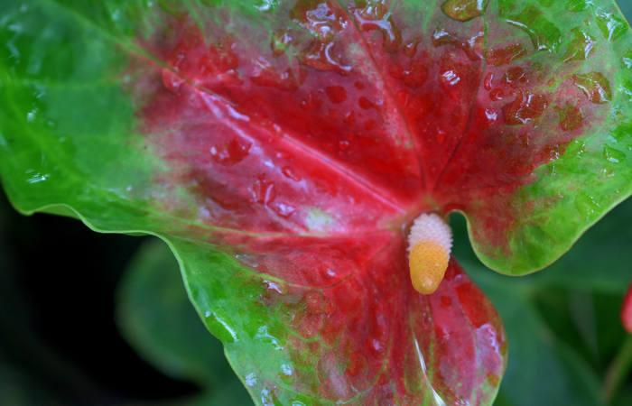 Orto Botanico di Padova giardino botanico universitario