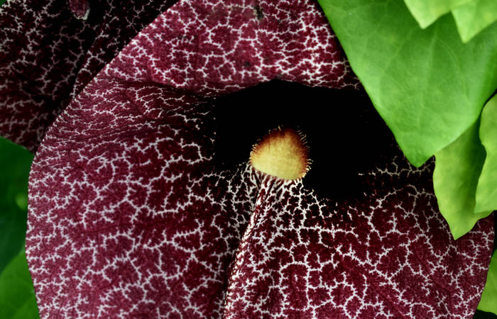 Orto Botanico di Padova giardino botanico universitario