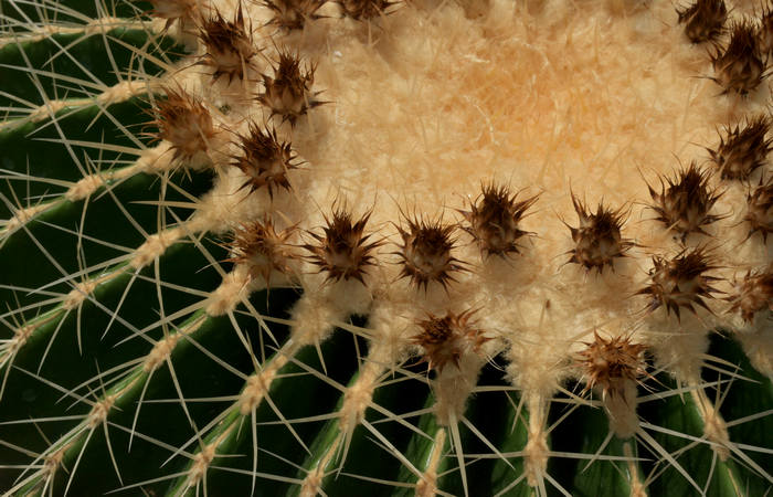 Orto Botanico di Padova giardino botanico universitario