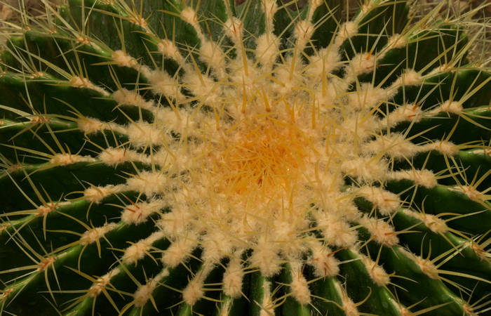 Orto Botanico di Padova giardino botanico universitario