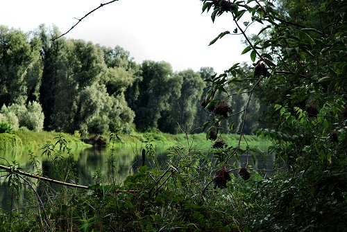 area naturalistica del Brenta a Piazzola sul Brenta