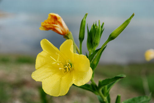 area naturalistica del Brenta a Piazzola sul Brenta