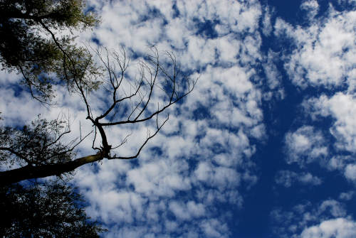 area naturalistica del Brenta a Piazzola sul Brenta