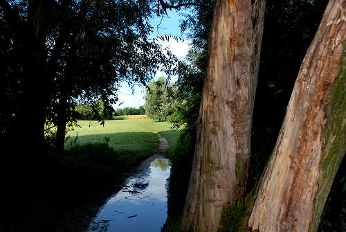 area naturalistica del Brenta a Piazzola sul Brenta