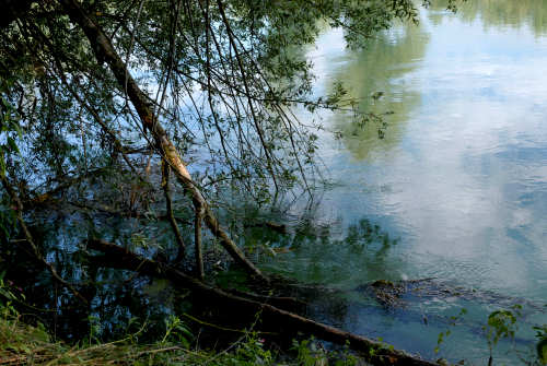 area naturalistica del Brenta a Piazzola sul Brenta