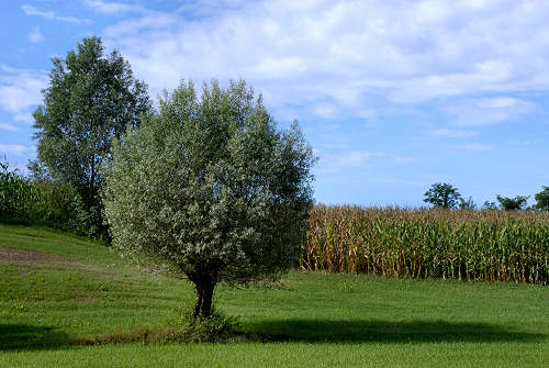 area naturalistica del Brenta a Piazzola sul Brenta