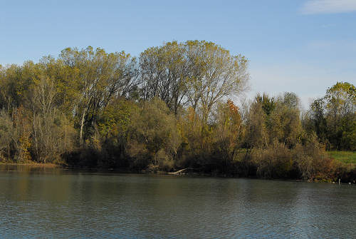 Piazzola sul Brenta, fiume Brenta, Presina