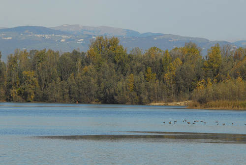 Piazzola sul Brenta, fiume Brenta, Presina