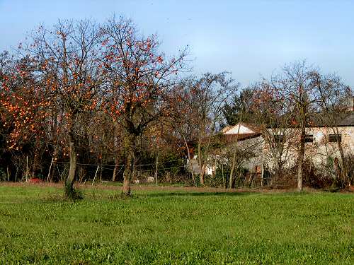 Lobia Persegara - San Giorgio in Bosco