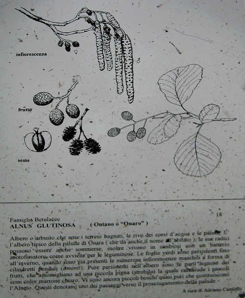 Oasi Naturalistica della Palude di Onara a Tombolo