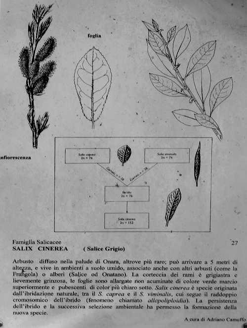 Oasi Naturalistica della Palude di Onara a Tombolo