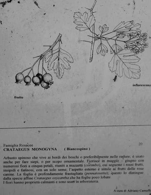 Oasi Naturalistica della Palude di Onara a Tombolo