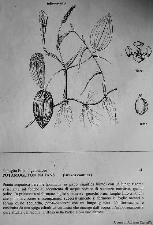 Oasi Naturalistica della Palude di Onara a Tombolo