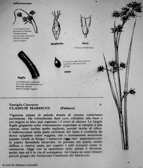 Oasi Naturalistica della Palude di Onara a Tombolo