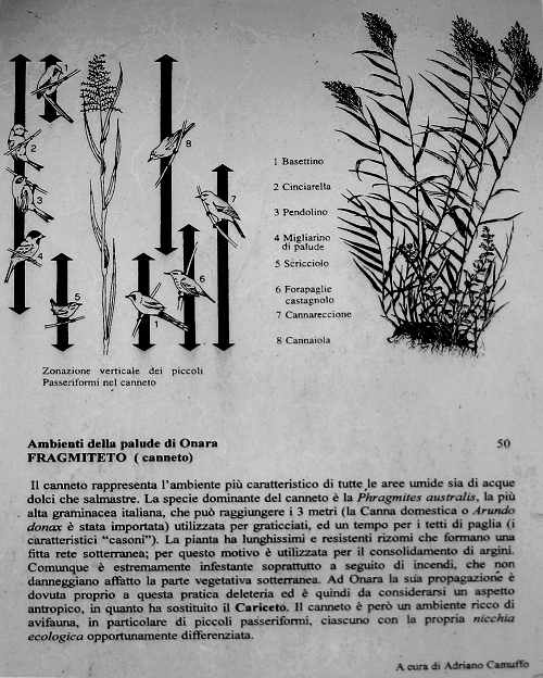 Oasi Naturalistica della Palude di Onara a Tombolo