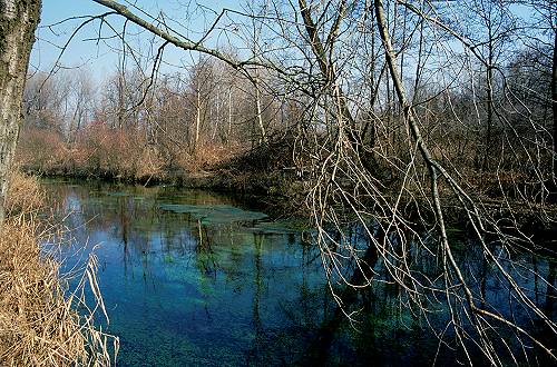 Palude di Onara a Tombolo, risorgive del fiume Tergola