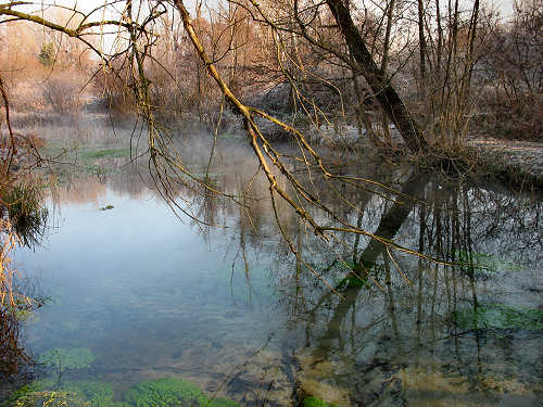 Palude di Onara a Tombolo, risorgive del fiume Tergola