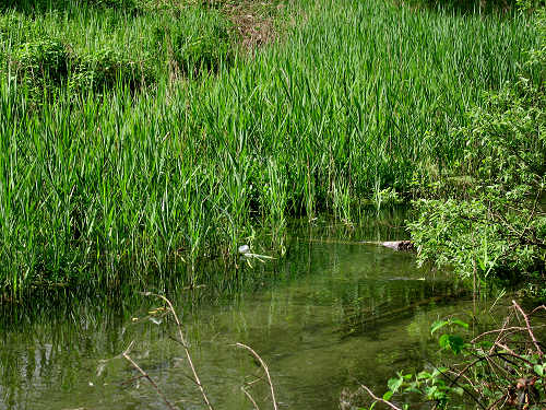 Palude di Onara a Tombolo, risorgive del fiume Tergola