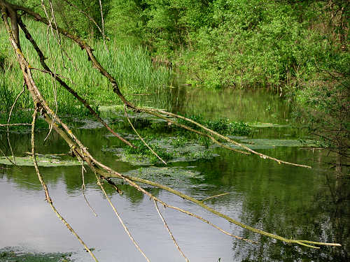 Palude di Onara a Tombolo, risorgive del fiume Tergola