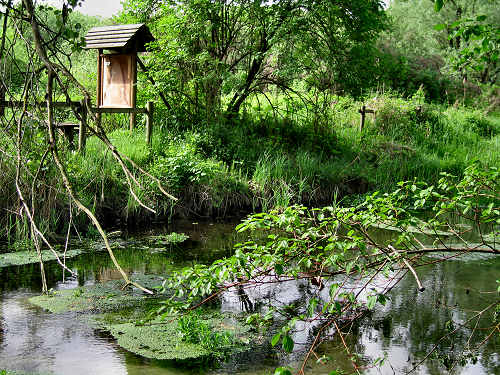 Palude di Onara a Tombolo, risorgive del fiume Tergola