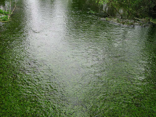 Palude di Onara a Tombolo, risorgive del fiume Tergola