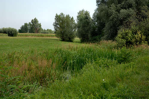 Palude di Onara a Tombolo, risorgive del fiume Tergola