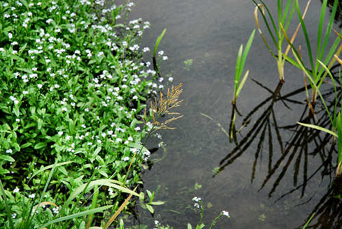 Palude di Onara a Tombolo, risorgive del fiume Tergola