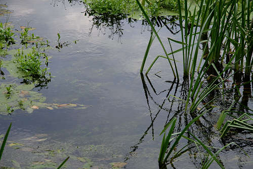 Palude di Onara a Tombolo, risorgive del fiume Tergola