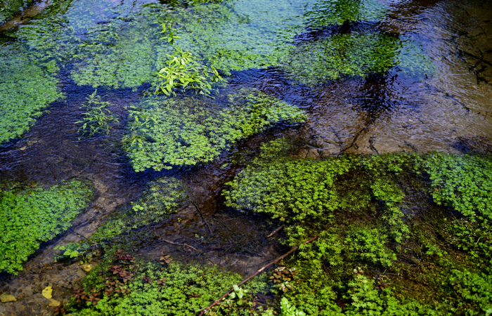 Palude di Onara a Tombolo, risorgive del fiume Tergola