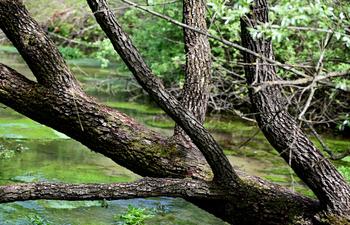 Palude di Onara a Tombolo, risorgive del fiume Tergola