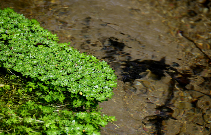 Palude di Onara a Tombolo, risorgive del fiume Tergola