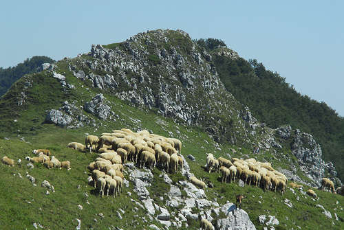 Recoaro 1000, Pizzegoro Monte Falcone