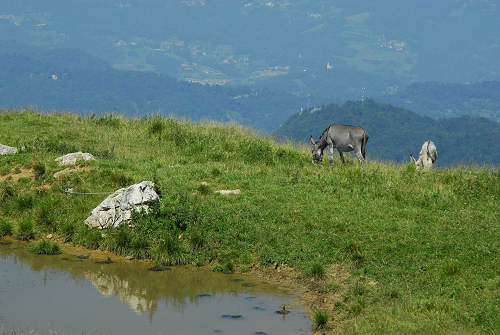 Recoaro 1000, Pizzegoro Monte Falcone