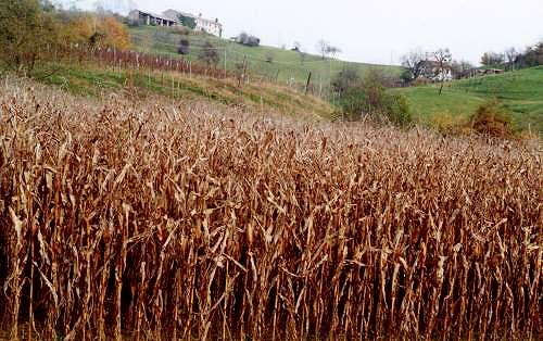 colori d'autunno nei colli Asolani