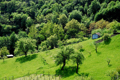 Caluga, Valrovina