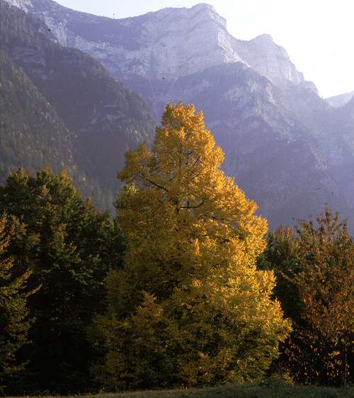 Borgo Valsugana - Val di Sella - Arte Sella