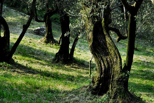 Pove del Grappa - sentiero didattico Madonna del Cornon