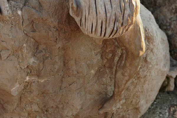 Scogliera Viva, sculture nella massicciata lungomare di Caorle