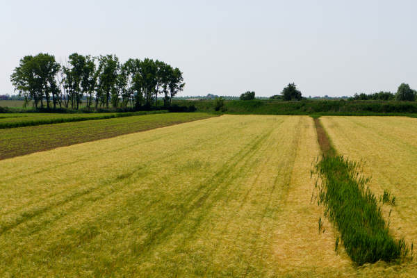 Quarto d'Altino, pista ciclabile fiume Zero, Altino, Trepalade, Sile