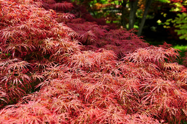 Parco Giardino Sigurtà a Valeggio sul Mincio