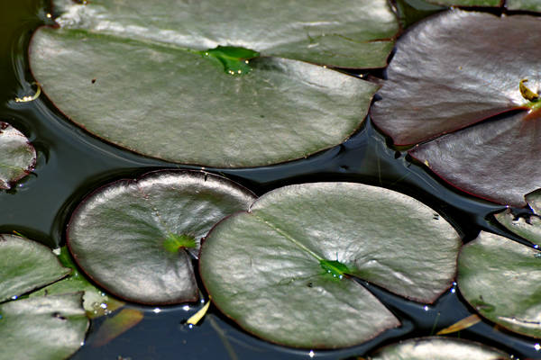 Parco Giardino Sigurtà a Valeggio sul Mincio