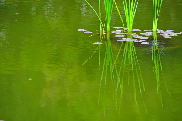 Parco Giardino Sigurtà a Valeggio sul Mincio