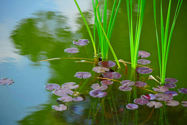 Parco Giardino Sigurtà a Valeggio sul Mincio