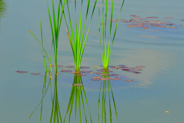 Parco Giardino Sigurtà a Valeggio sul Mincio