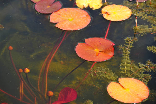 Parco Giardino Sigurtà a Valeggio sul Mincio