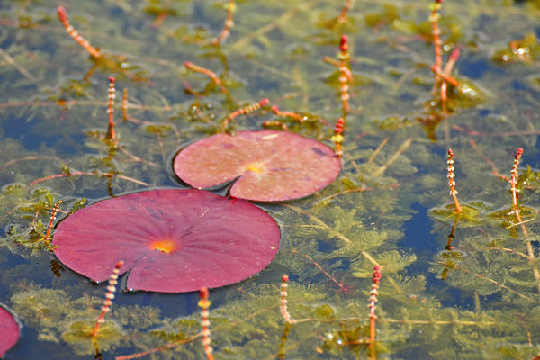 Parco Giardino Sigurtà a Valeggio sul Mincio