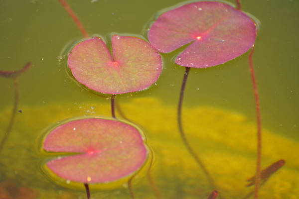 Parco Giardino Sigurtà a Valeggio sul Mincio