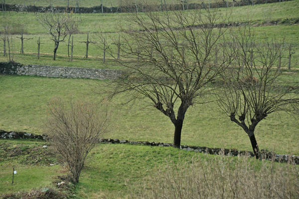 sentiero naturalistico Priabona-Campipiani