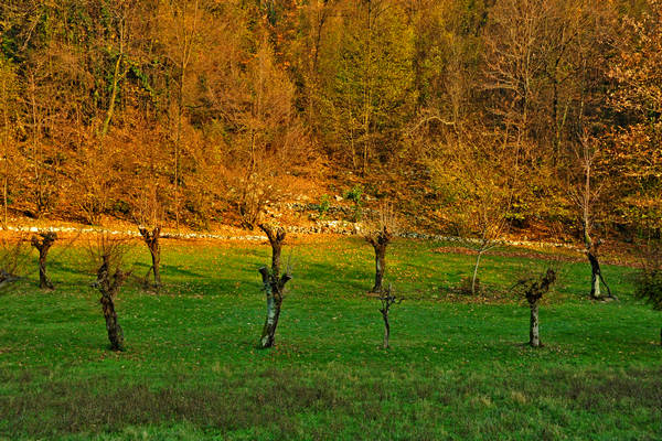 sentiero naturalistico Priabona-Campipiani